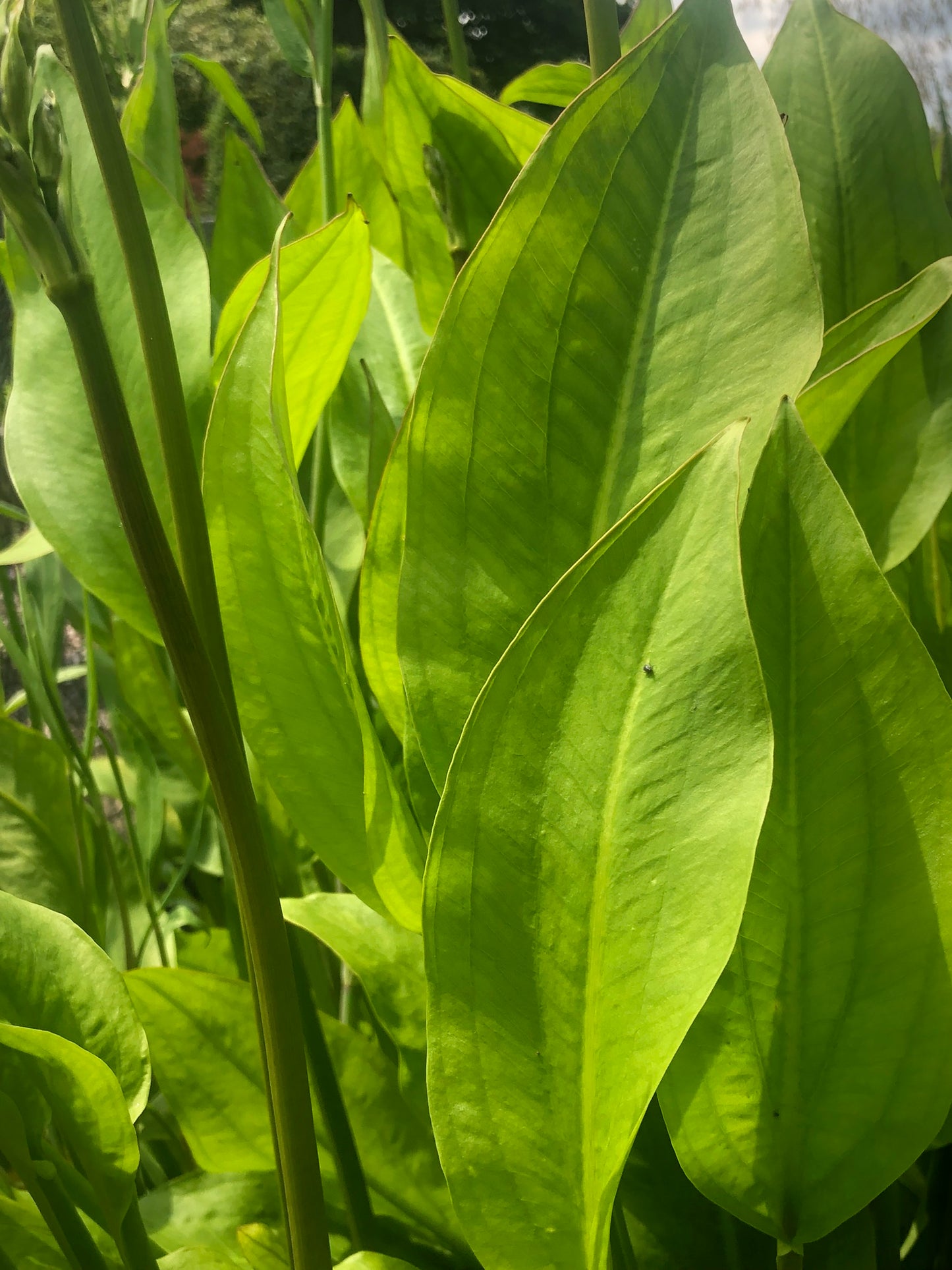 Marginal Pond Plant - (Potted 1 Litre) ~ Water Plantain - Alisma Plantago