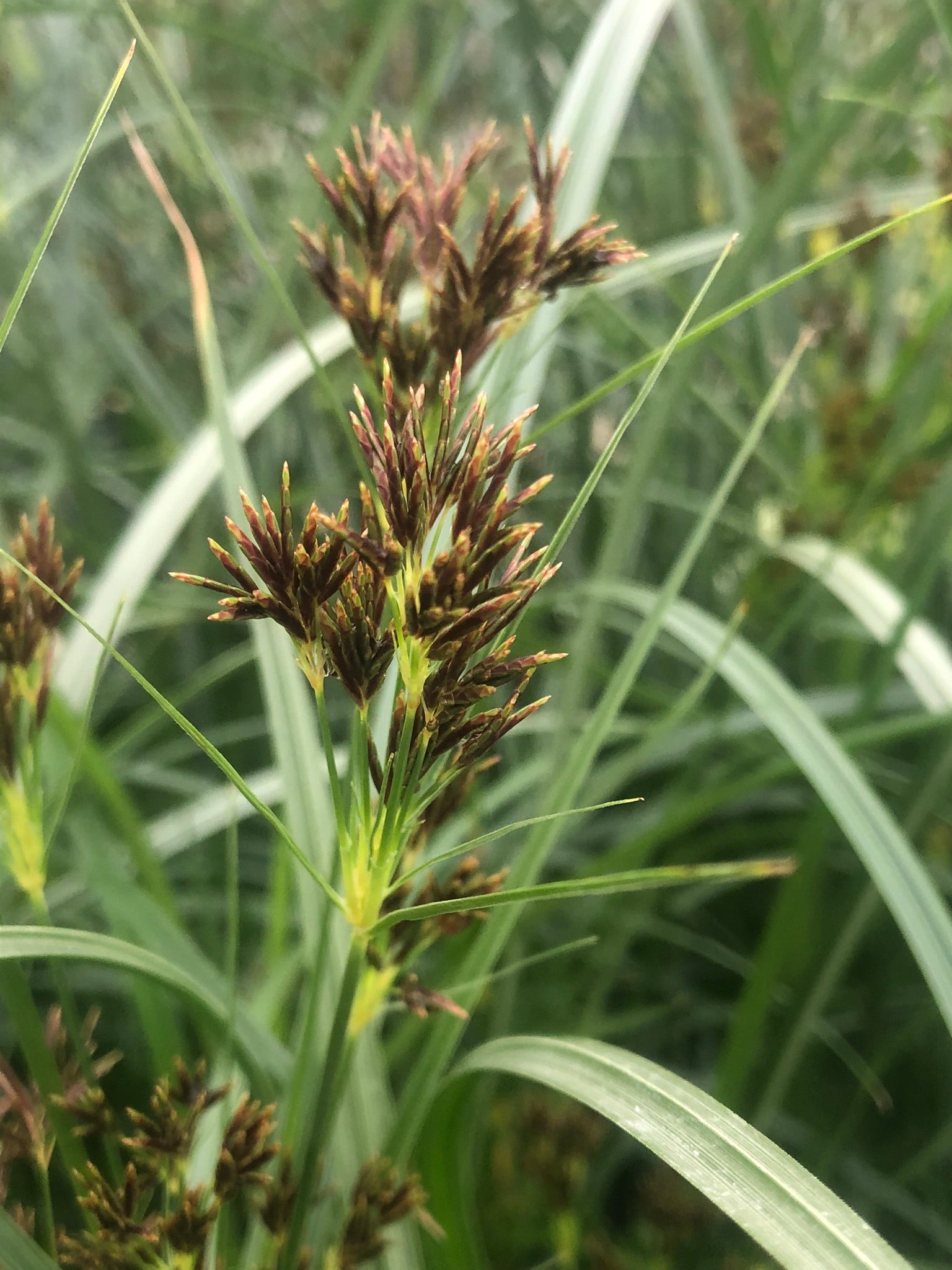 Marginal Pond Plant - (Potted 1 Litre) ~ Sweet Galingale - Cyperus Lon ...