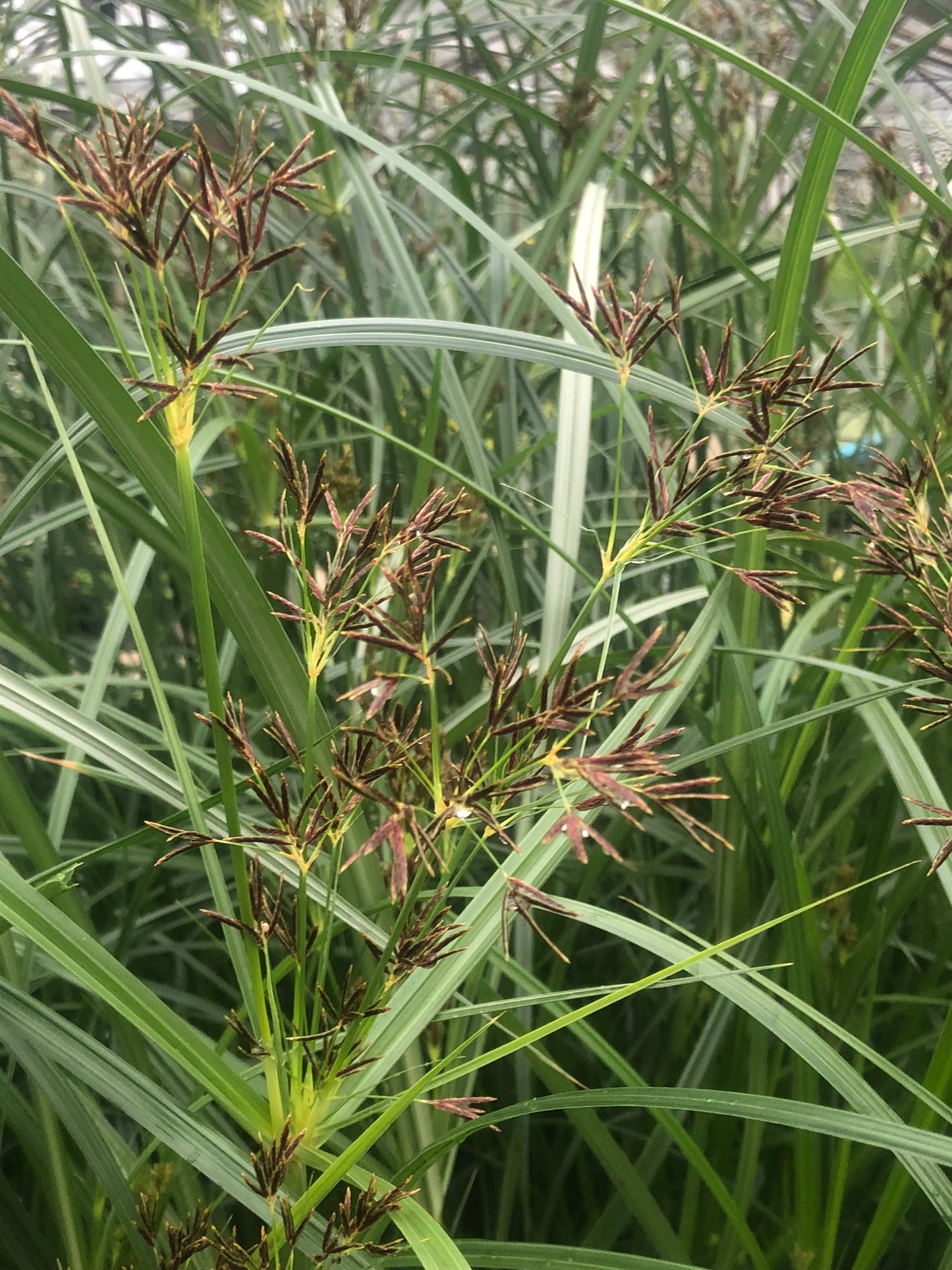 Marginal Pond Plant - (Potted 1 Litre) ~ Sweet Galingale - Cyperus Longus