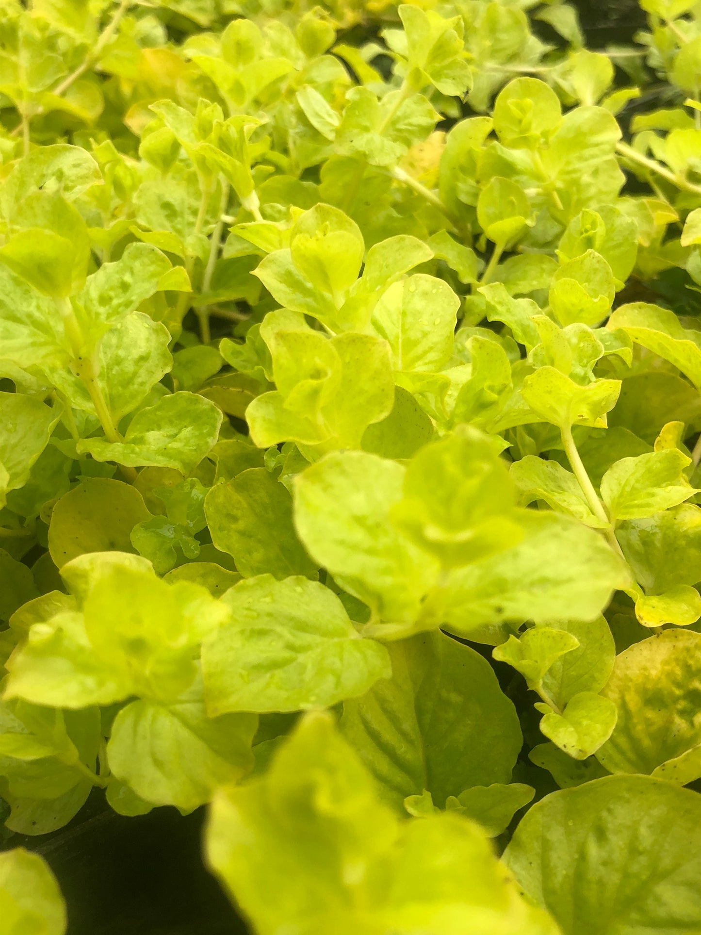 Marginal Pond Plant - (Potted 1 Litre) ~ Golden Creeping Jenny - Lysimachia Nummularia Aurea