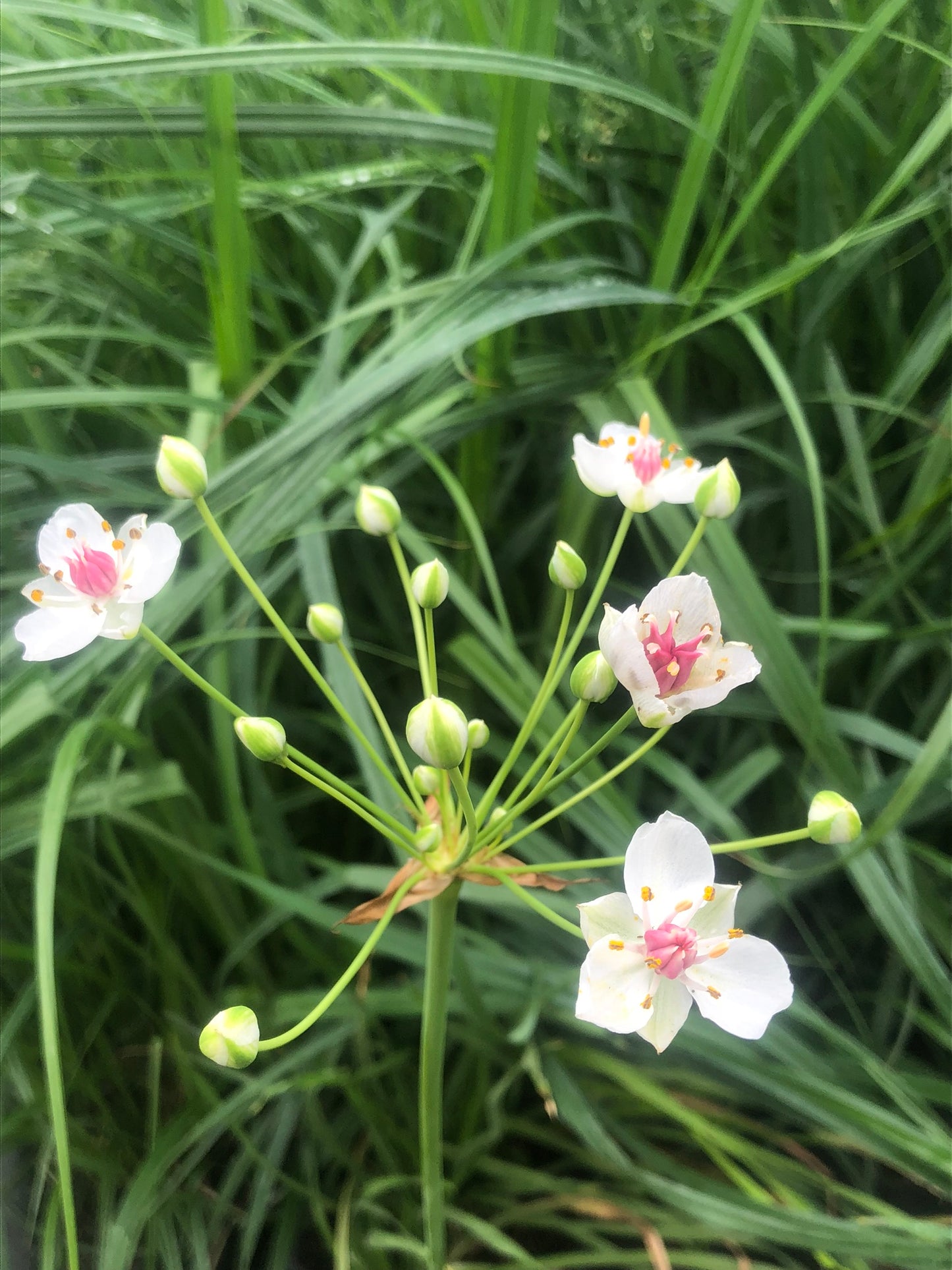 Marginal Pond Plant - (Potted 1 Litre) ~ White flowering Rush - Butomus Alba