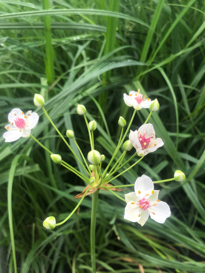 Marginal Pond Plant - (Potted 1 Litre) ~ White flowering Rush - Butomus Alba