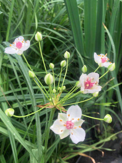 Marginal Pond Plant - (Potted 1 Litre) ~ White flowering Rush - Butomus Alba