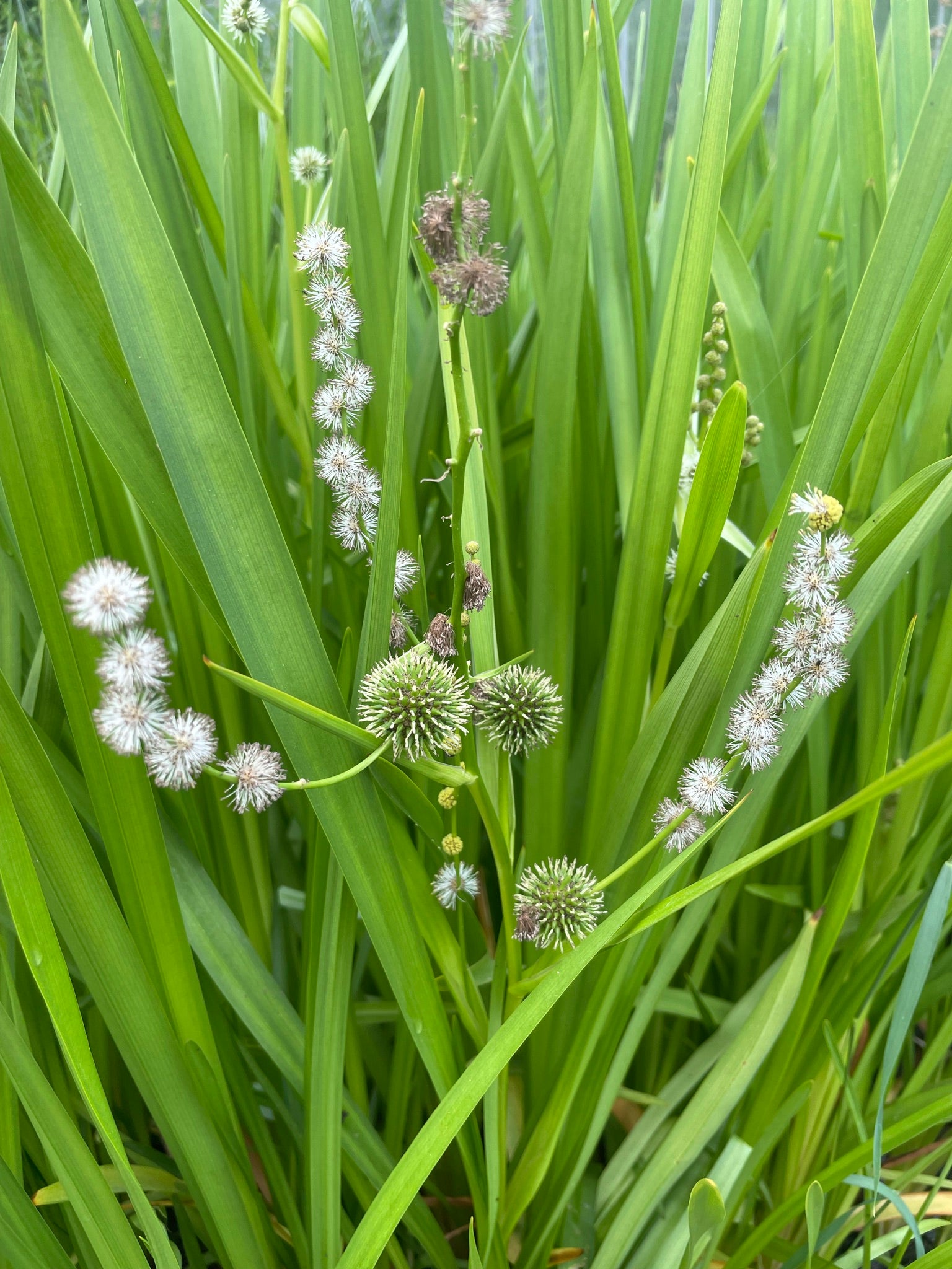 Marginal Pond Plant - (Potted 1 Litre) ~ Branched Burr-Reed - Spargani ...