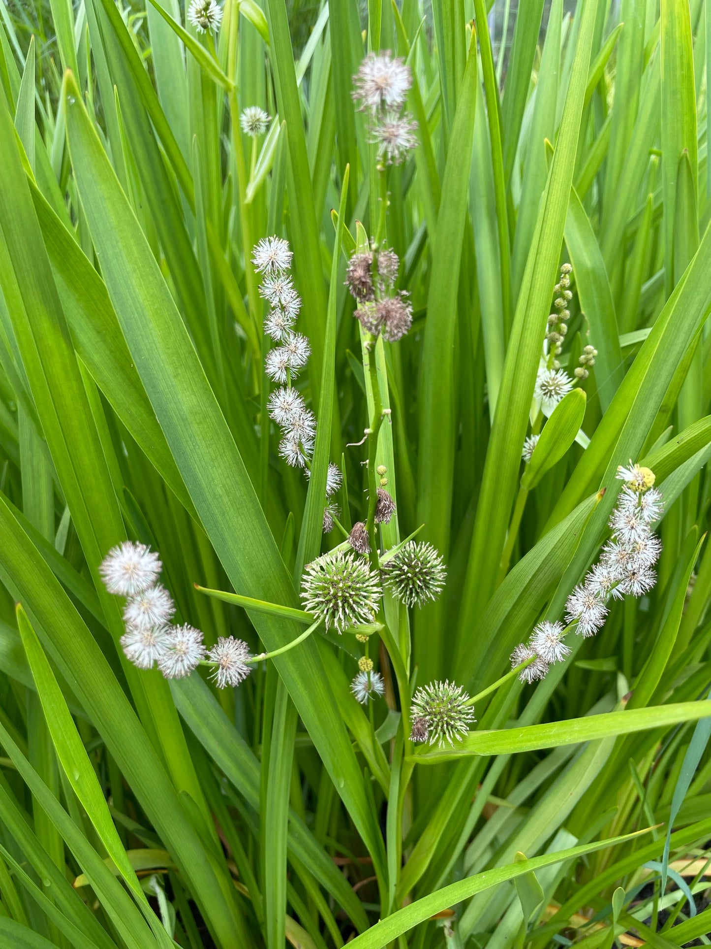 Marginal Pond Plant - (Potted 1 Litre) ~ Branched Burr-Reed - Sparganium erectum