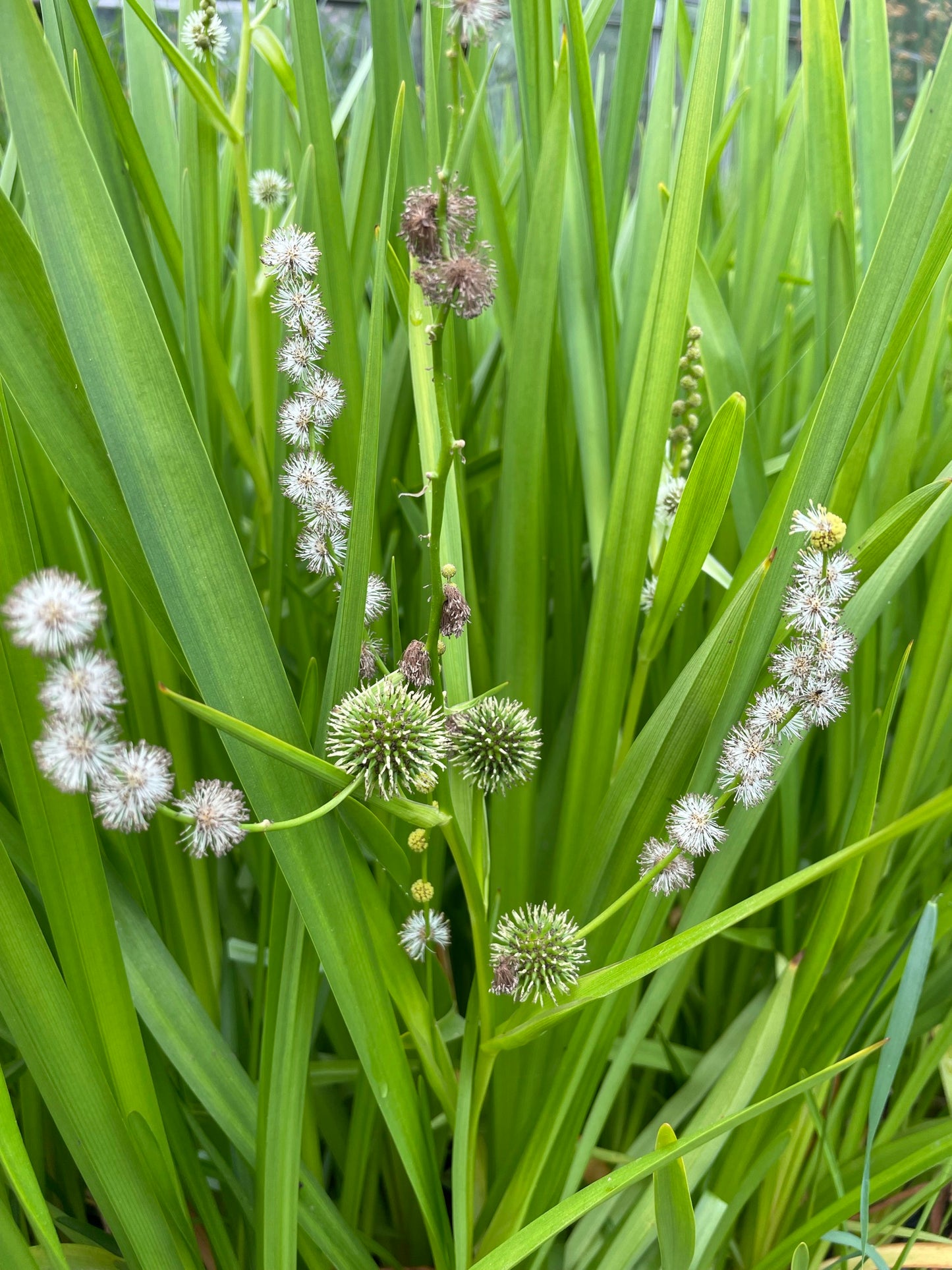 Marginal Pond Plant - (Potted 1 Litre) ~ Branched Burr-Reed - Sparganium erectum