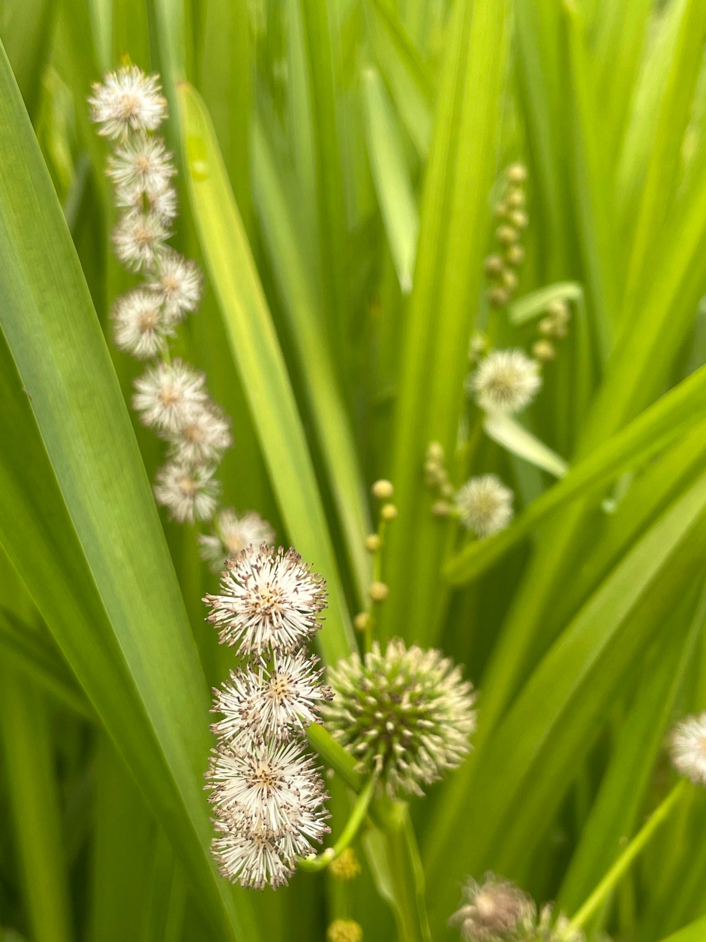 Marginal Pond Plant - (Potted 1 Litre) ~ Branched Burr-Reed - Sparganium erectum