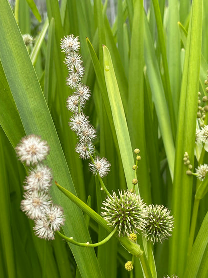 Marginal Pond Plant - (Potted 1 Litre) ~ Branched Burr-Reed - Sparganium erectum