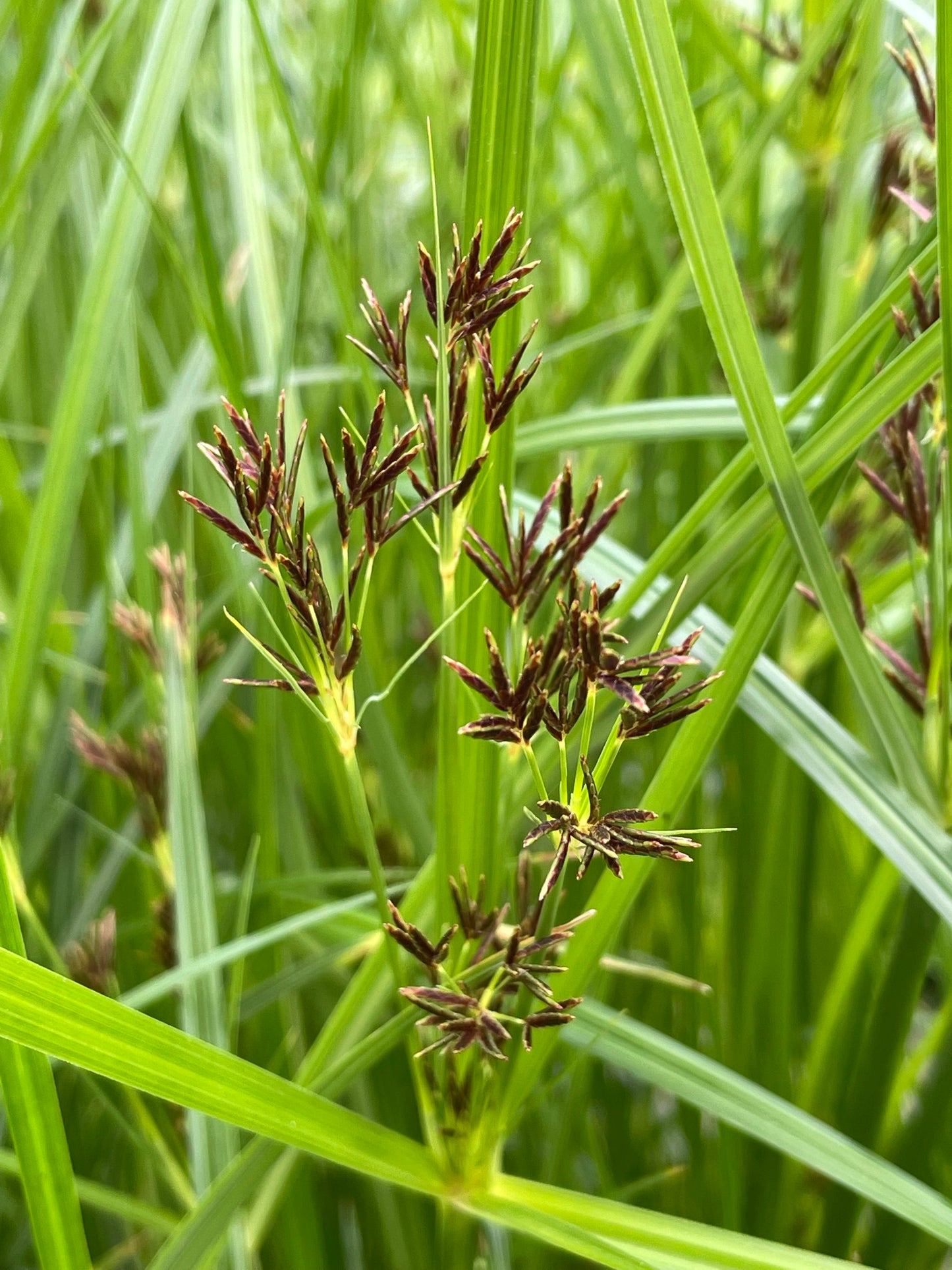 Marginal Pond Plant - (Potted 1 Litre) ~ Sweet Galingale - Cyperus Longus