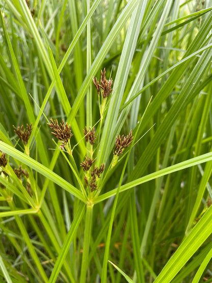 Marginal Pond Plant - (Potted 1 Litre) ~ Sweet Galingale - Cyperus Longus