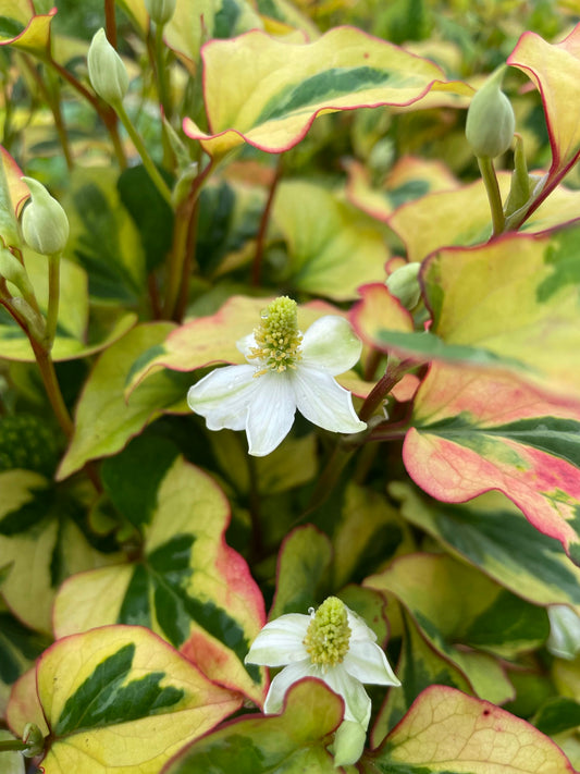 Marginal Pond Plant - (Potted 1 Litre) ~ Harlequin - Houttuynia Cordata Variegata