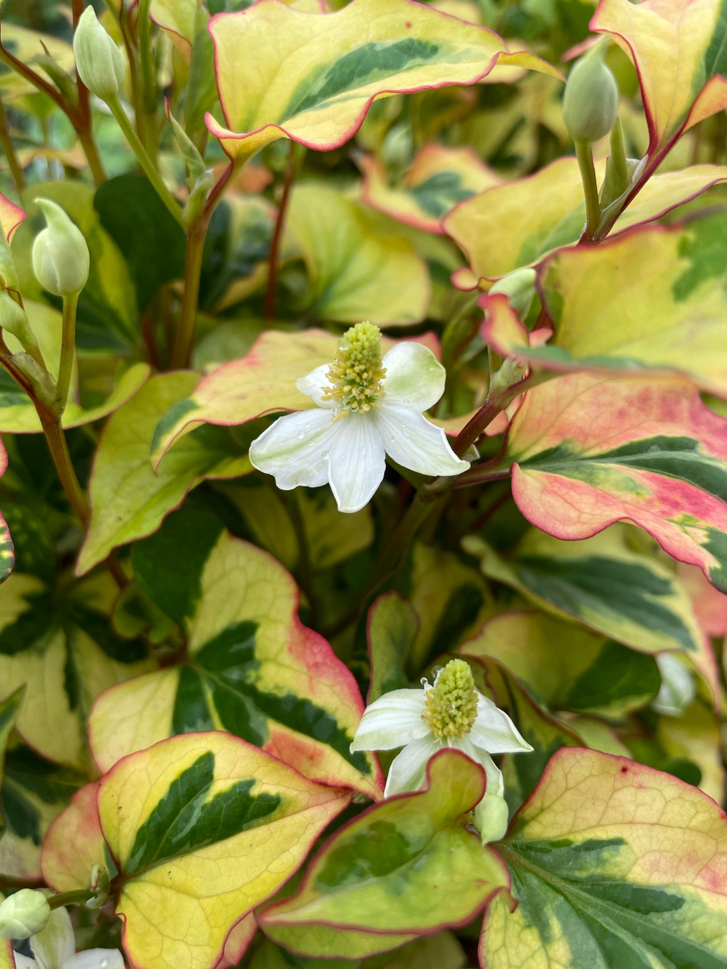 Marginal Pond Plant - (Potted 1 Litre) ~ Harlequin - Houttuynia Cordata Variegata