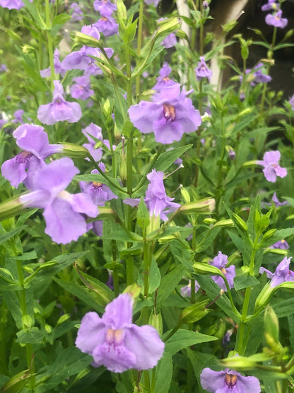 Marginal Pond Plant - (Potted 1 Litre) ~ Lavendar Musk - Mimulus Ringens