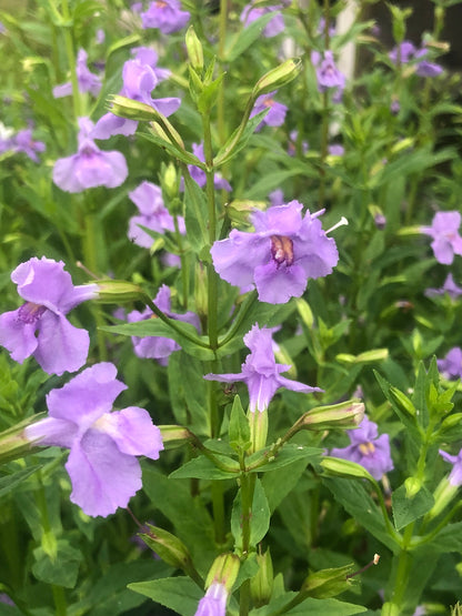 Marginal Pond Plant - (Potted 1 Litre) ~ Lavendar Musk - Mimulus Ringens