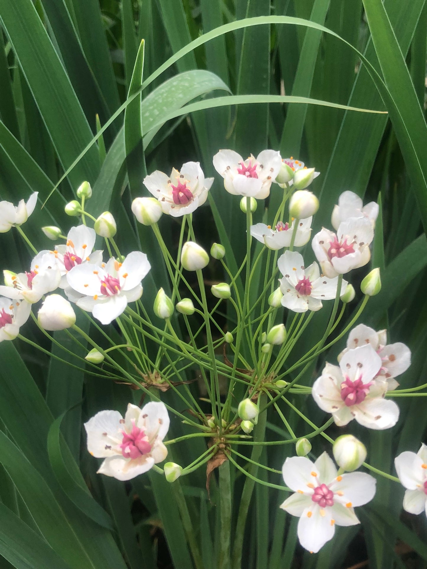 Marginal Pond Plant - (Potted 1 Litre) ~ White flowering Rush - Butomus Alba