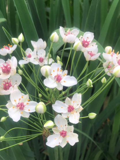 Marginal Pond Plant - (Potted 1 Litre) ~ White flowering Rush - Butomus Alba