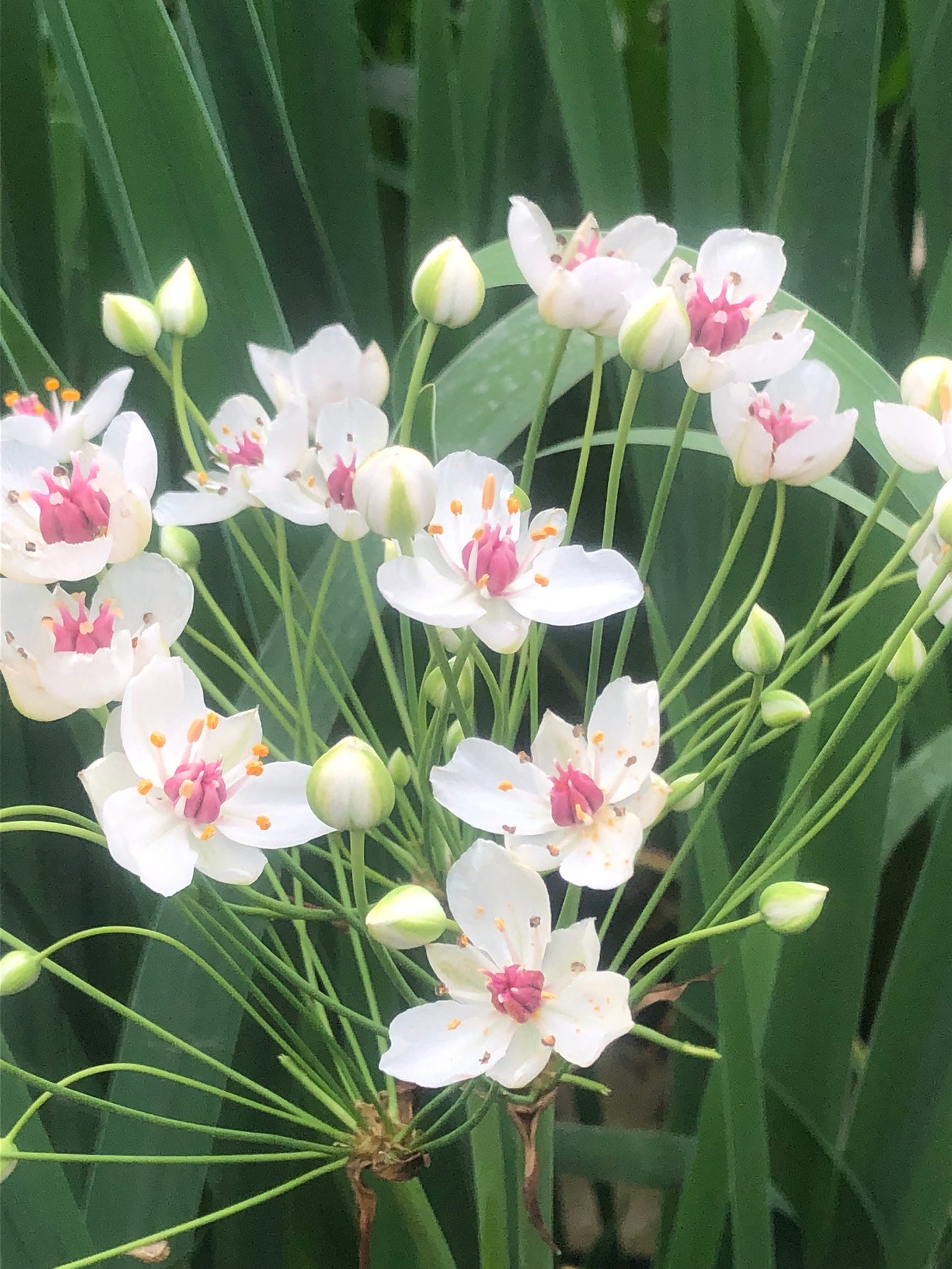 Marginal Pond Plant - (Potted 1 Litre) ~ White flowering Rush - Butomus Alba