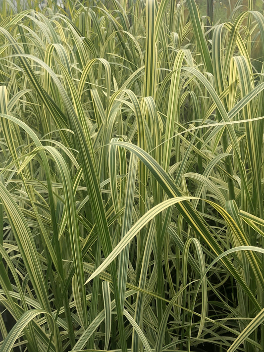 Marginal Pond Plant - (Potted 1 Litre) ~ Reed Sweet Grass - Glyceria Maxima Variegata