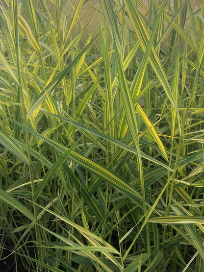 Marginal Pond Plant - (Potted 1 Litre) ~ Gold & Green Norfolk Reed - Phragmites Australis Variegatus