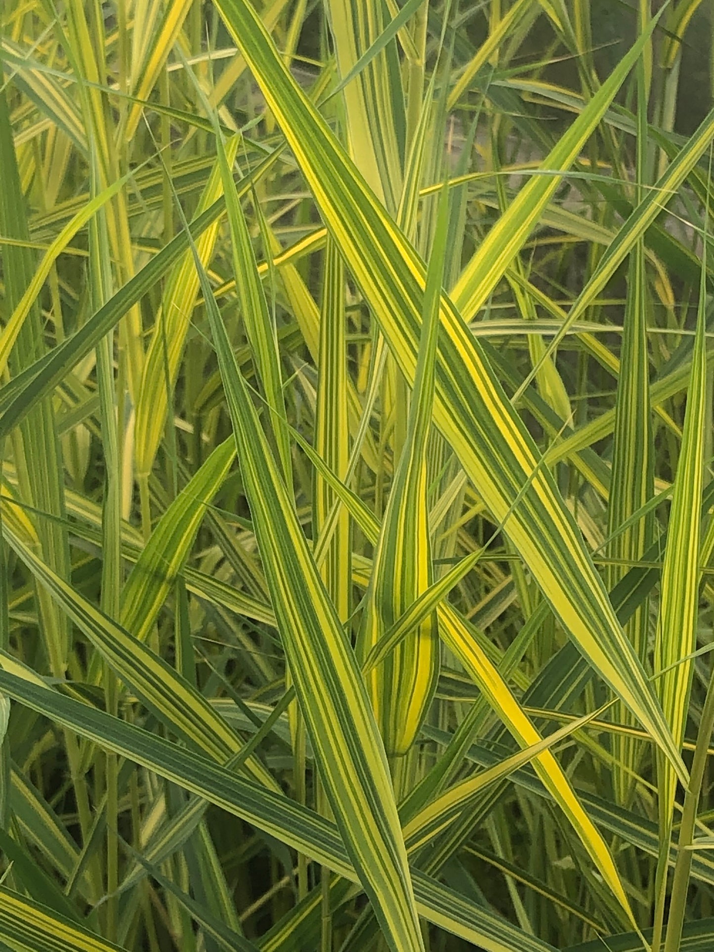 Marginal Pond Plant - (Potted 1 Litre) ~ Gold & Green Norfolk Reed - Phragmites Australis Variegatus