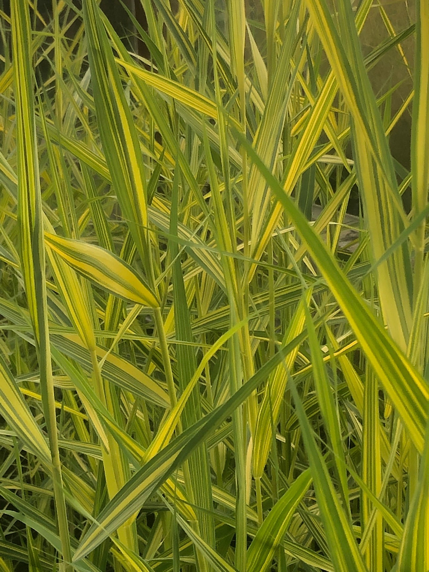 Marginal Pond Plant - (Potted 1 Litre) ~ Gold & Green Norfolk Reed - Phragmites Australis Variegatus