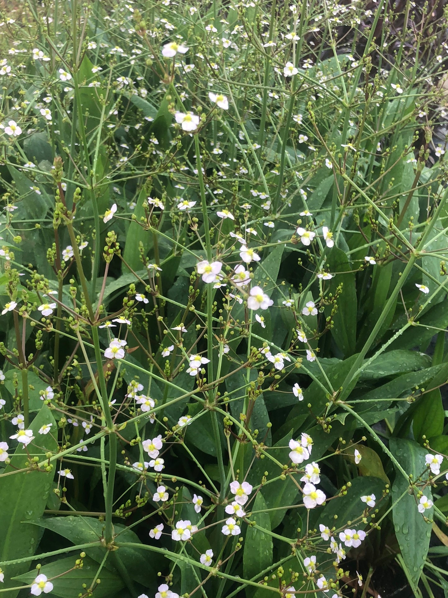 Marginal Pond Plant - (Potted 1 Litre) ~ Lanceolate Water Plantain - Alisma Lanoeolatum