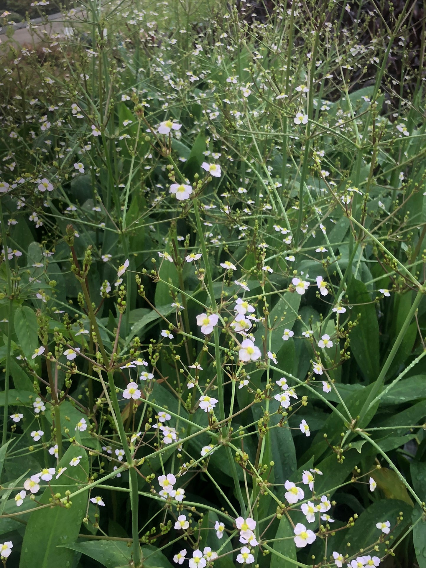 Marginal Pond Plant - (Potted 1 Litre) ~ Lanceolate Water Plantain - Alisma Lanoeolatum