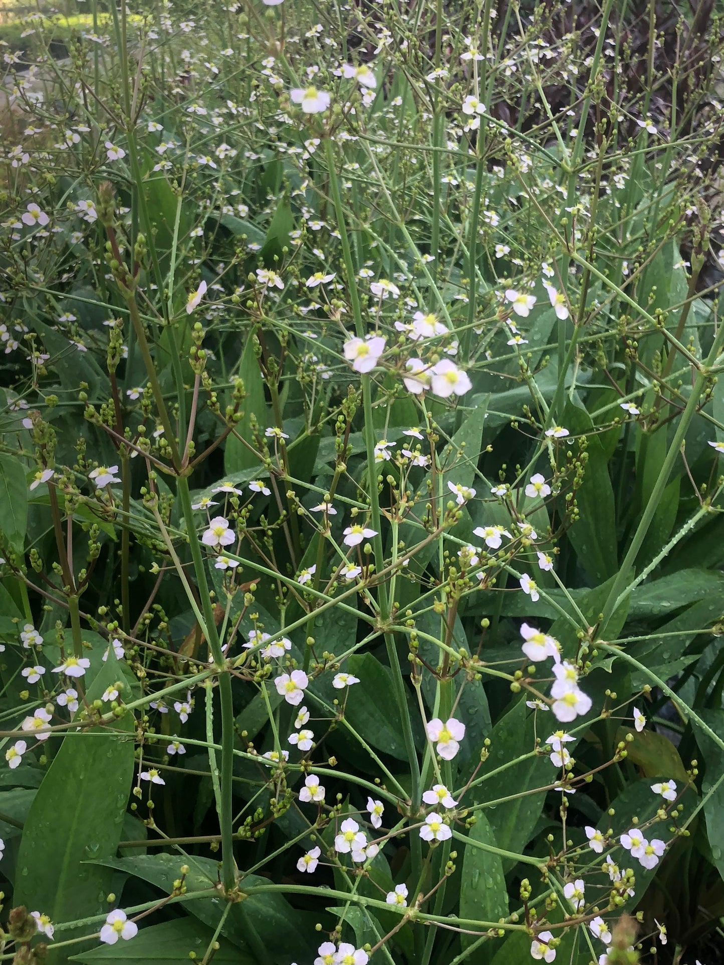 Marginal Pond Plant - (Potted 1 Litre) ~ Lanceolate Water Plantain - Alisma Lanoeolatum