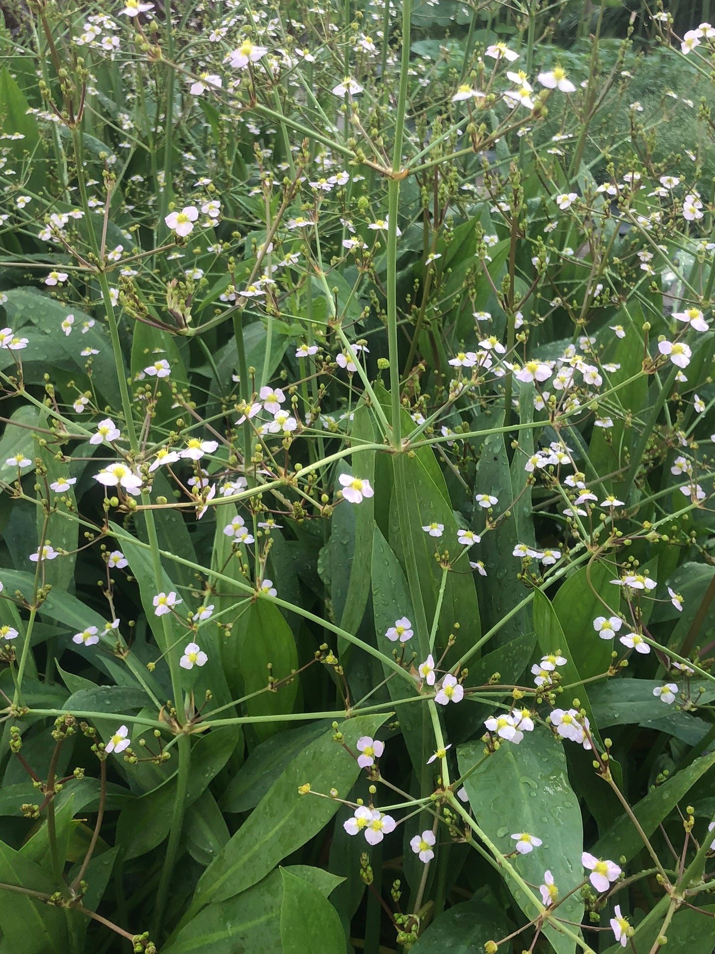 Marginal Pond Plant - (Potted 1 Litre) ~ Lanceolate Water Plantain - Alisma Lanoeolatum