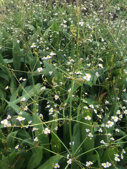 Marginal Pond Plant - (Potted 1 Litre) ~ Lanceolate Water Plantain - Alisma Lanoeolatum