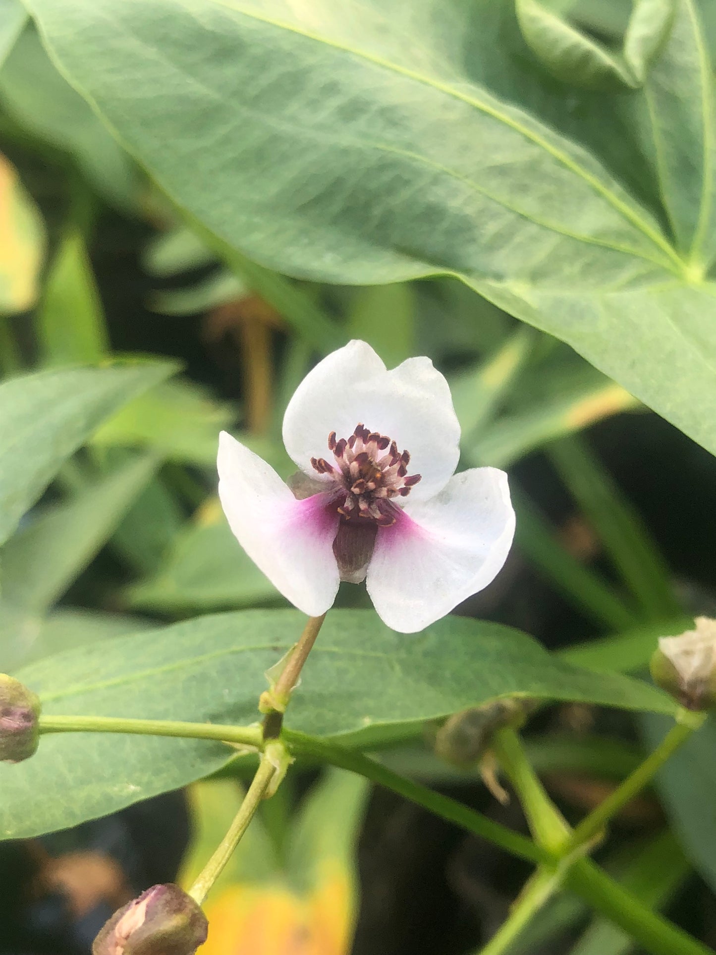 Marginal Pond Plant - (Potted 1 Litre) ~ Arrowhead - Sagittaria Sagittifolia