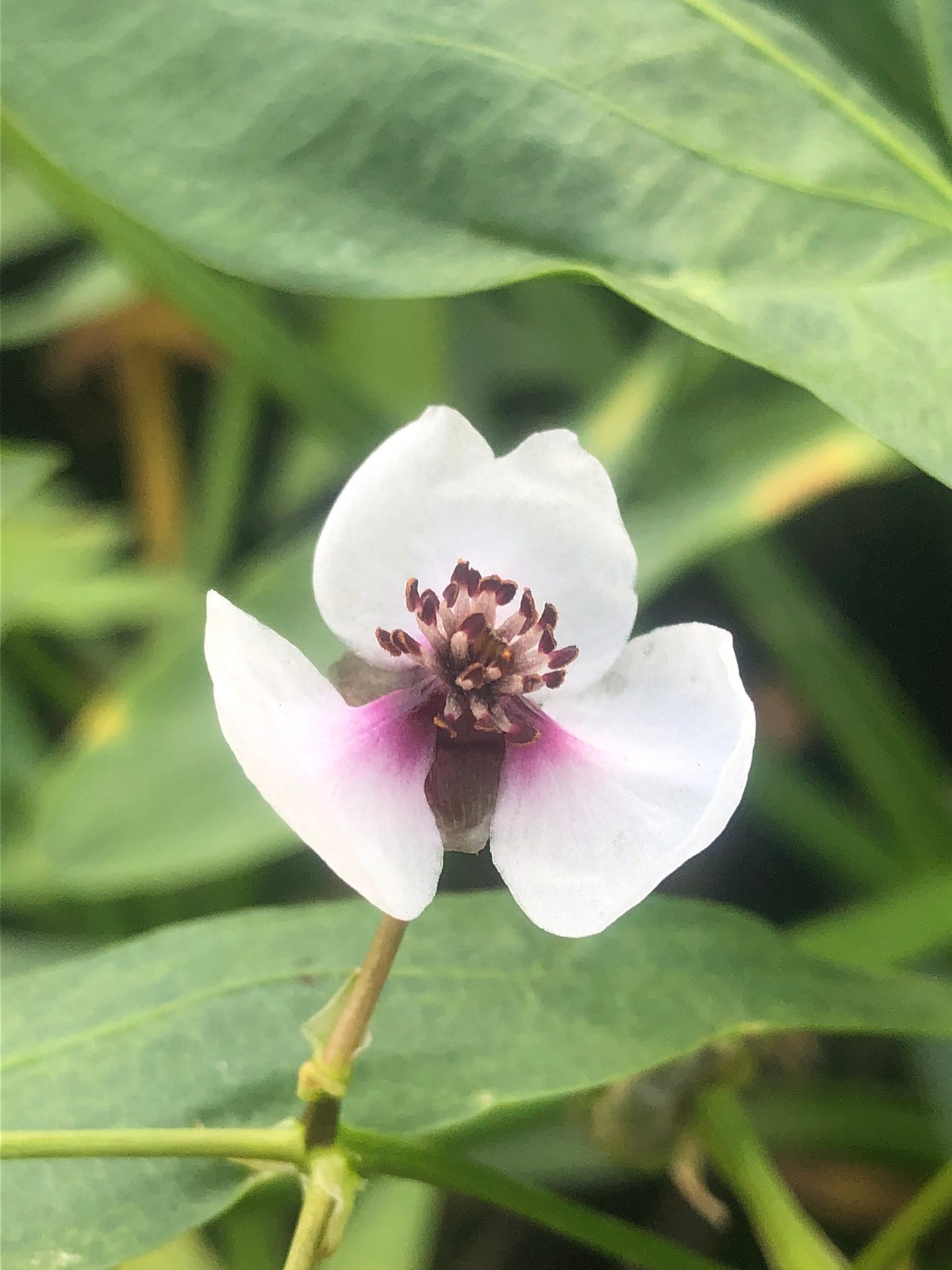 Marginal Pond Plant - (Potted 1 Litre) ~ Arrowhead - Sagittaria Sagittifolia