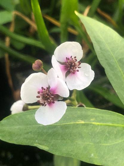 Marginal Pond Plant - (Potted 1 Litre) ~ Arrowhead - Sagittaria Sagittifolia