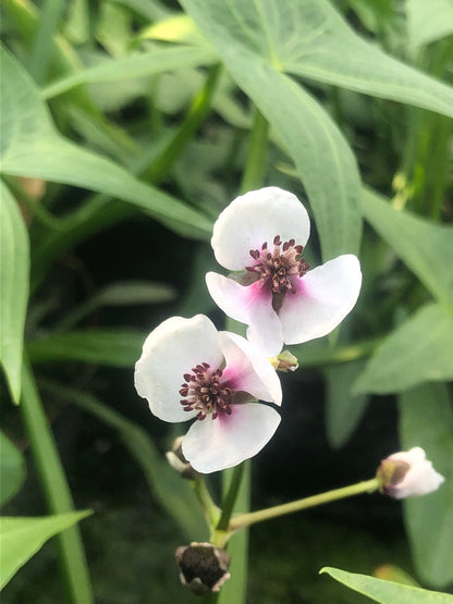 Marginal Pond Plant - (Potted 1 Litre) ~ Arrowhead - Sagittaria Sagittifolia