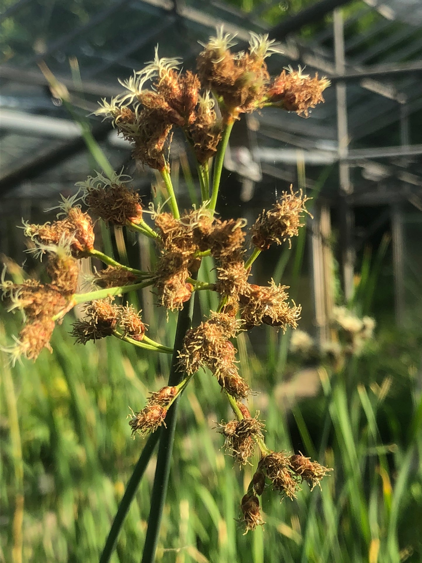 Marginal Pond Plant - (Potted 1 Litre) ~ Bullrush - Scirpus Lacustris