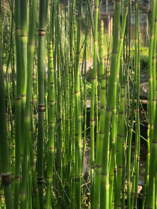 Marginal Pond Plant - (Potted 1 Litre) ~ Horsetail Rush - Equisetum Japonicum