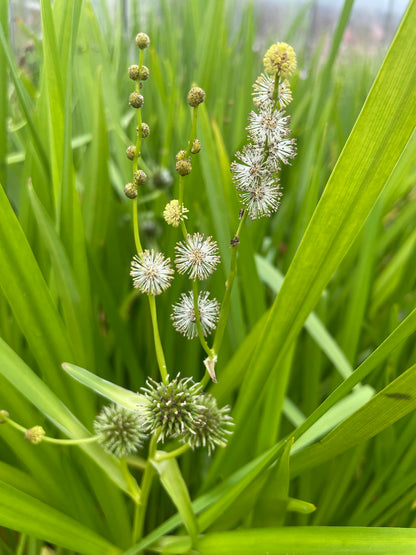 Marginal Pond Plant - (Potted 1 Litre) ~ Branched Burr-Reed - Sparganium erectum