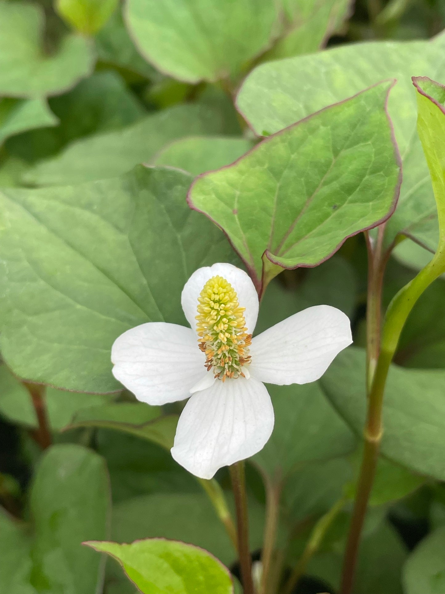 Marginal Pond Plant - (Potted 1 Litre) ~ Orange Peel Plant - Houttuynia Cordata