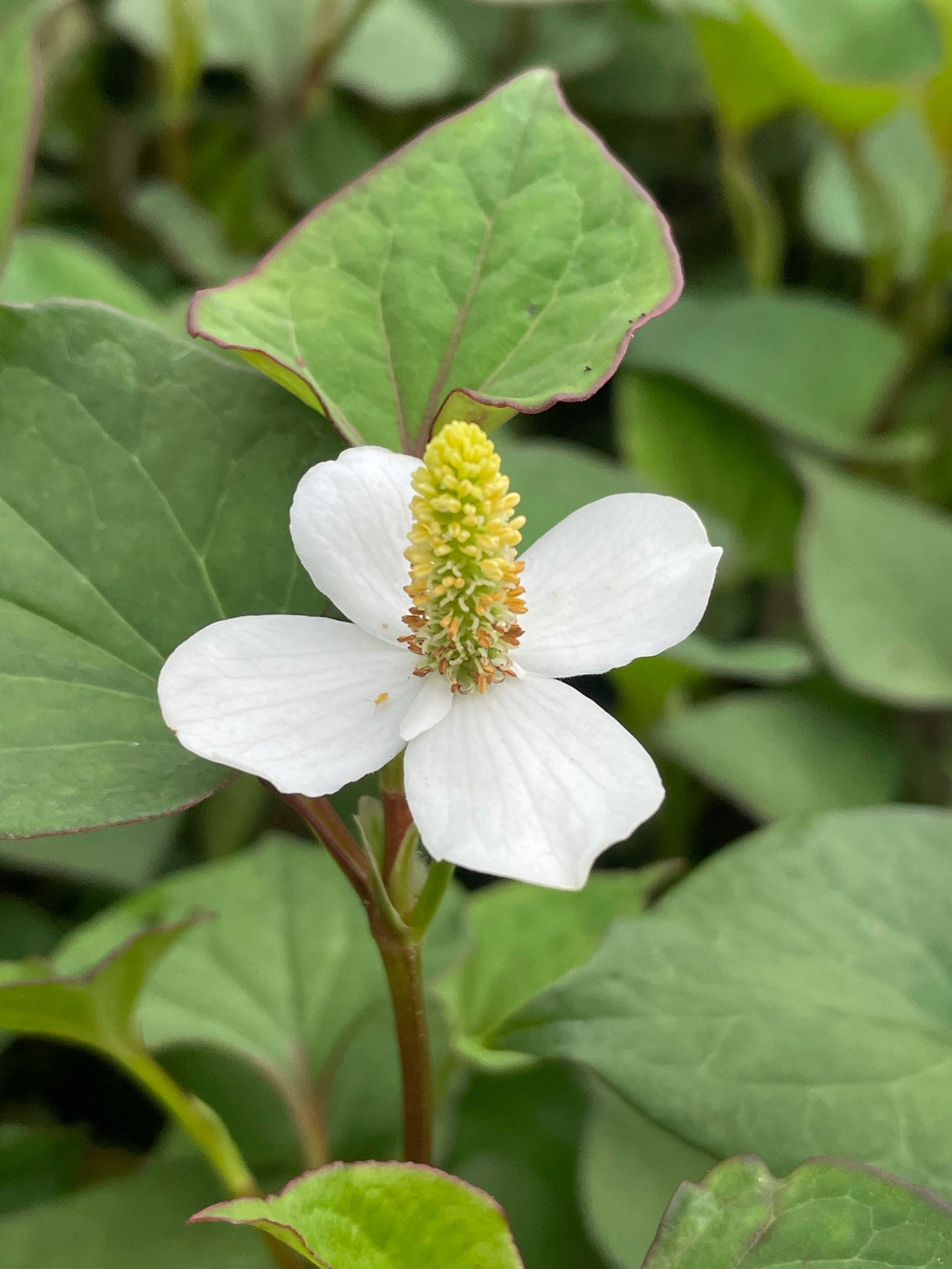 Marginal Pond Plant - (Potted 1 Litre) ~ Orange Peel Plant - Houttuynia Cordata