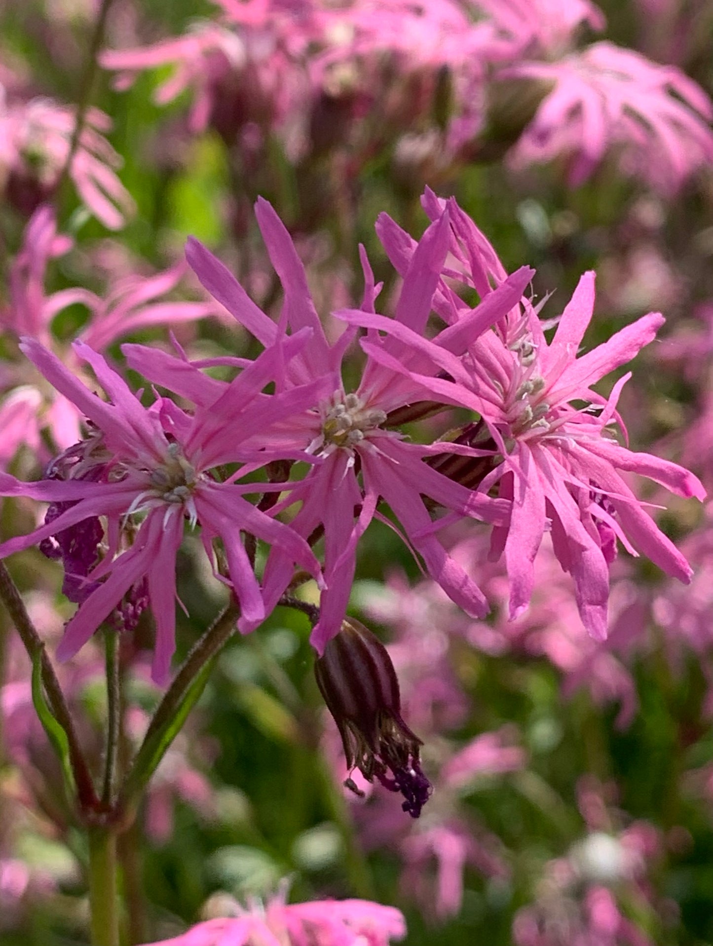 Marginal Pond Plant - (Potted 1 Litre) ~ Ragged Robin - Lychnis Flos Cuculi