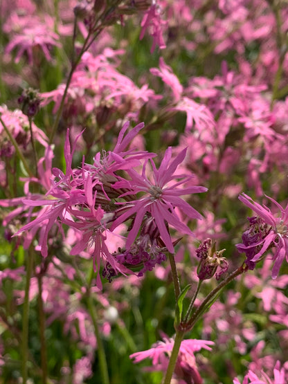 Marginal Pond Plant - (Potted 1 Litre) ~ Ragged Robin - Lychnis Flos Cuculi