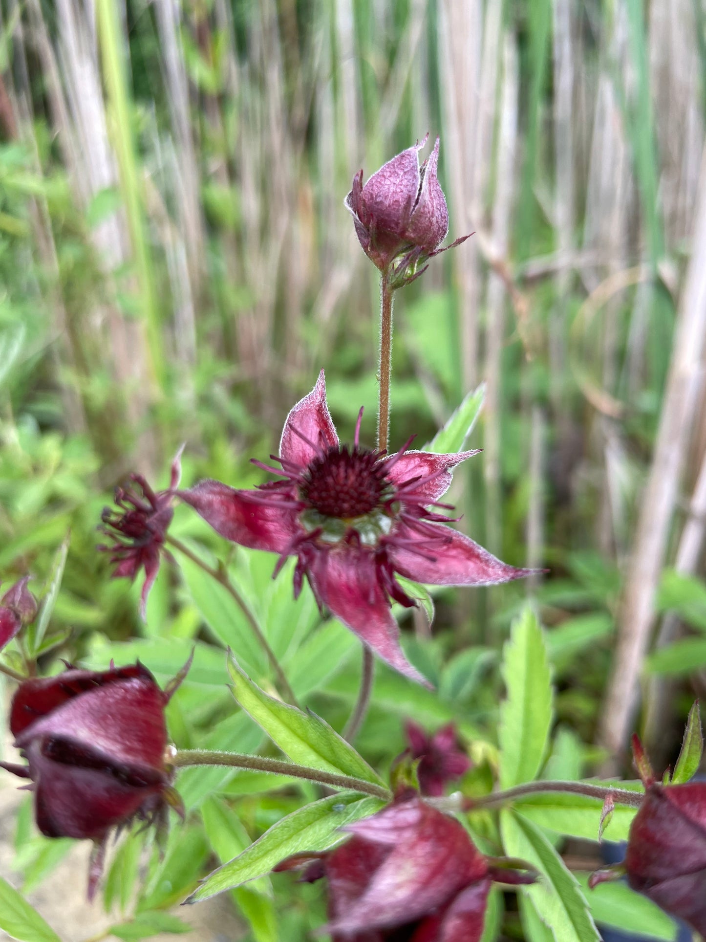 Marginal Pond Plant - (Potted 1 Litre) ~ Purple Marshlocks - Potentilla palustris