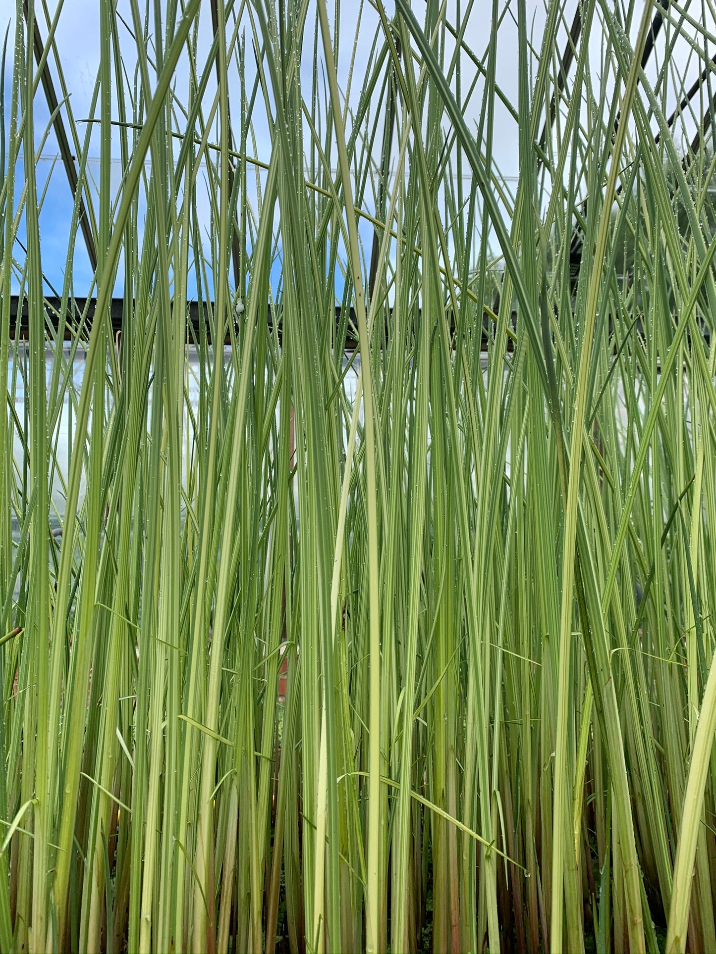 Marginal Pond Plant - (Potted 1 Litre) ~ Variegated Rush - Scirpus Lacustris Albescens