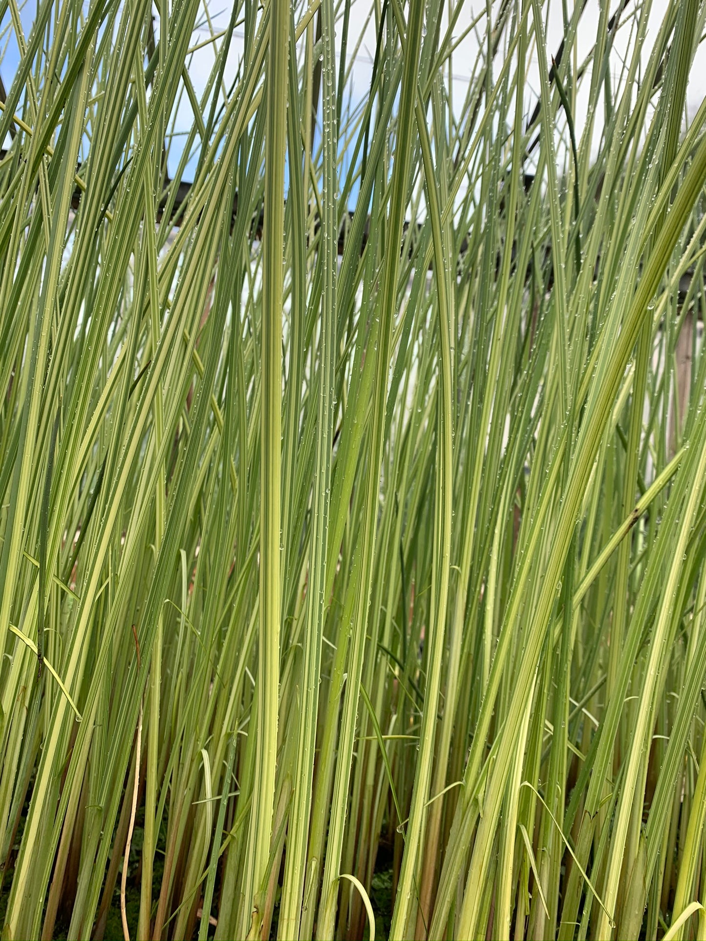 Marginal Pond Plant - (Potted 1 Litre) ~ Variegated Rush - Scirpus Lacustris Albescens