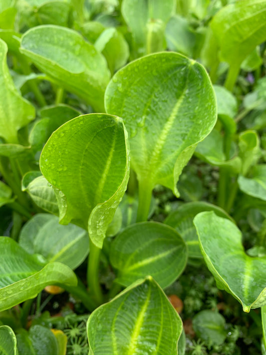 Marginal Pond Plant - (Potted 1 Litre) ~ American Water Plantain - Alisma Parviflora