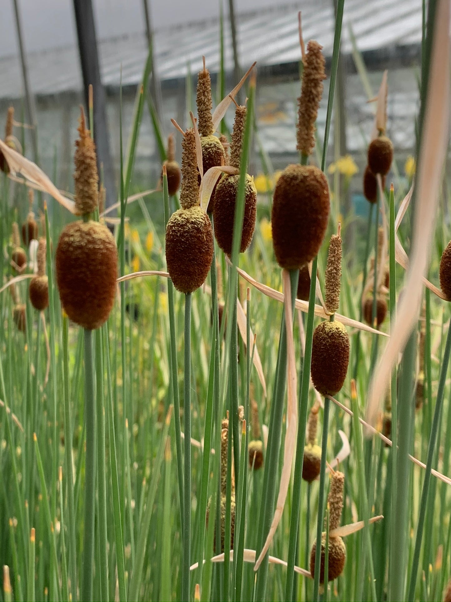 Marginal Pond Plant - (Potted 1 Litre) ~ Dwarf Reed Mace - Typha Minima