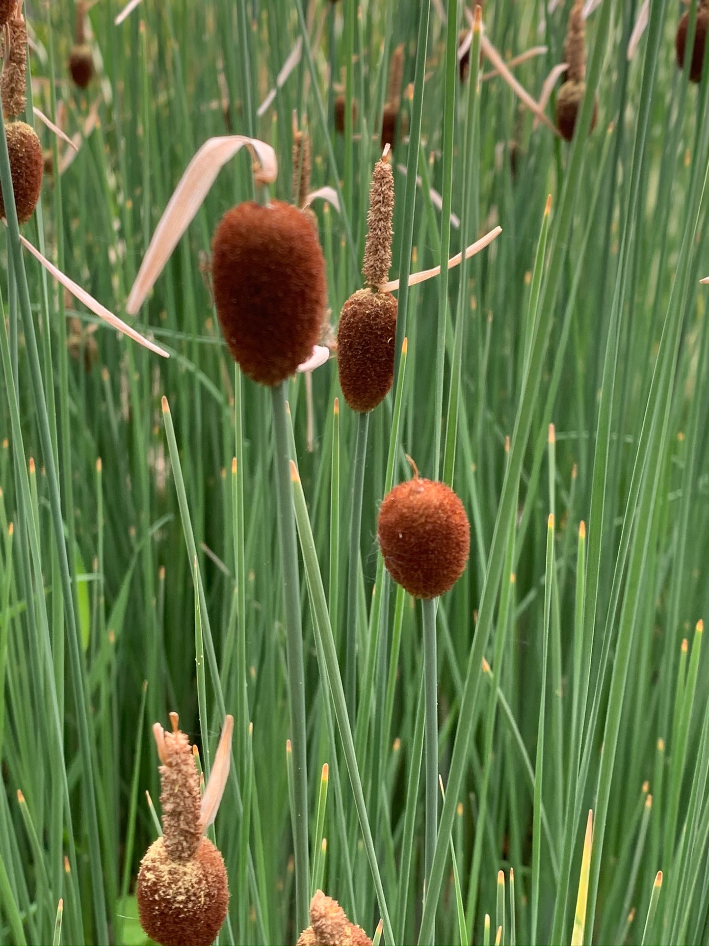 Marginal Pond Plant - (Potted 1 Litre) ~ Dwarf Reed Mace - Typha Minima