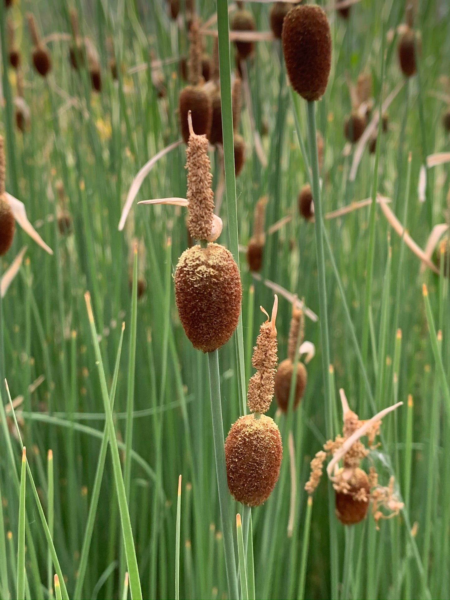 Marginal Pond Plant - (Potted 1 Litre) ~ Dwarf Reed Mace - Typha Minima