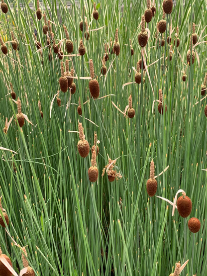 Marginal Pond Plant - (Potted 1 Litre) ~ Dwarf Reed Mace - Typha Minima