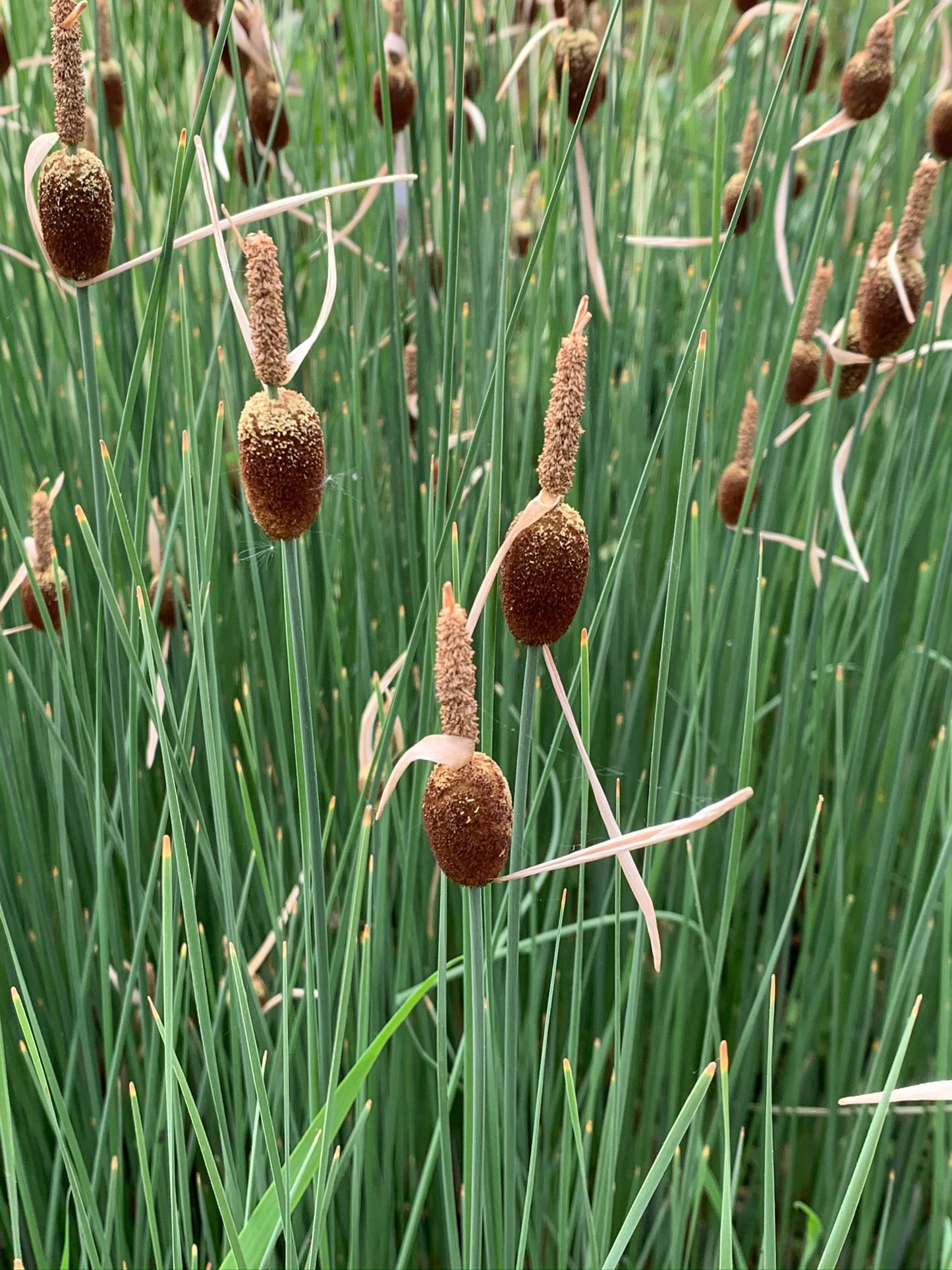 Marginal Pond Plant - (Potted 1 Litre) ~ Dwarf Reed Mace - Typha Minima